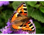��������� ���������� (Aglais urticae)