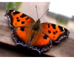 ��������� ���������� (Aglais urticae)