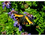 ��������� ���������� (Aglais urticae)