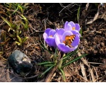 ��������� ���������� (Aglais urticae)