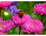 ��������� ���������� (Aglais urticae)