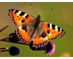 ��������� ���������� (Aglais urticae)