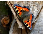 ��������� ���������� (Aglais urticae)