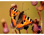 ��������� ���������� (Aglais urticae)