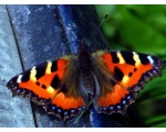 ��������� ���������� (Aglais urticae)