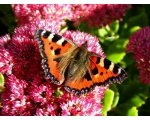 ��������� ���������� (Aglais urticae)