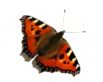 ��������� ���������� (Aglais urticae)