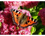 ��������� ���������� (Aglais urticae)