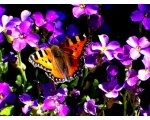 ��������� ���������� (Aglais urticae)