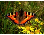 ��������� ���������� (Aglais urticae)