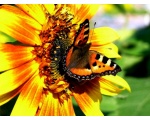��������� ���������� (Aglais urticae)