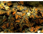 ��������� ������ (Danaus plexippus)