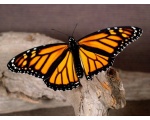 ��������� ������ (Danaus plexippus)