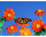 ��������� ������ (Danaus plexippus)