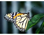 ��������� ������ (Danaus plexippus)
