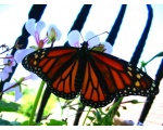��������� ������ (Danaus plexippus)