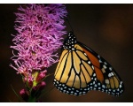 ��������� ������ (Danaus plexippus)