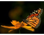 ��������� ������ (Danaus plexippus)
