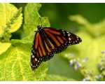 ��������� ������ (Danaus plexippus)