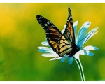 ��������� ������ (Danaus plexippus)