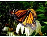 ��������� ������ (Danaus plexippus)