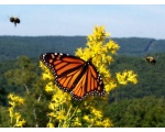 ��������� ������ (Danaus plexippus)