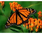 ��������� ������ (Danaus plexippus)