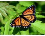 ��������� ������ (Danaus plexippus)