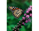 ��������� ������ (Danaus plexippus)