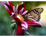 ��������� ������ (Danaus plexippus)