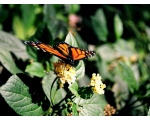��������� ������ (Danaus plexippus)
