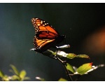 ��������� ������ (Danaus plexippus)