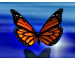 ��������� ������ (Danaus plexippus)