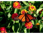��������� ������ (Danaus plexippus)