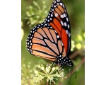 ��������� ������ (Danaus plexippus)