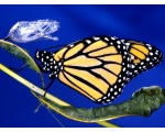 ��������� ������ (Danaus plexippus)