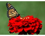 ��������� ������ (Danaus plexippus)