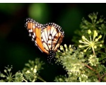 ��������� ������ (Danaus plexippus)