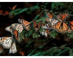 ��������� ������ (Danaus plexippus)