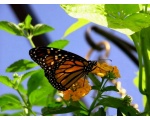 ��������� ������ (Danaus plexippus)