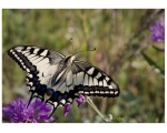 Papilio machaon - ������
